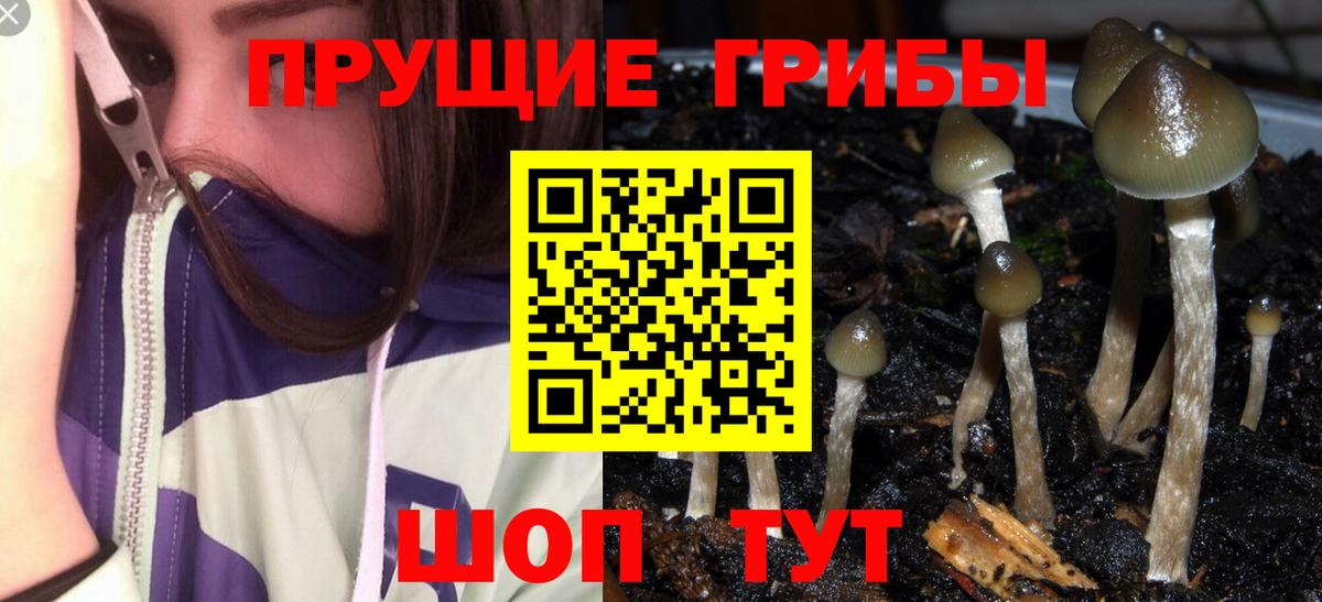 Псилоцибиновые грибы Cubensis Каспийск
